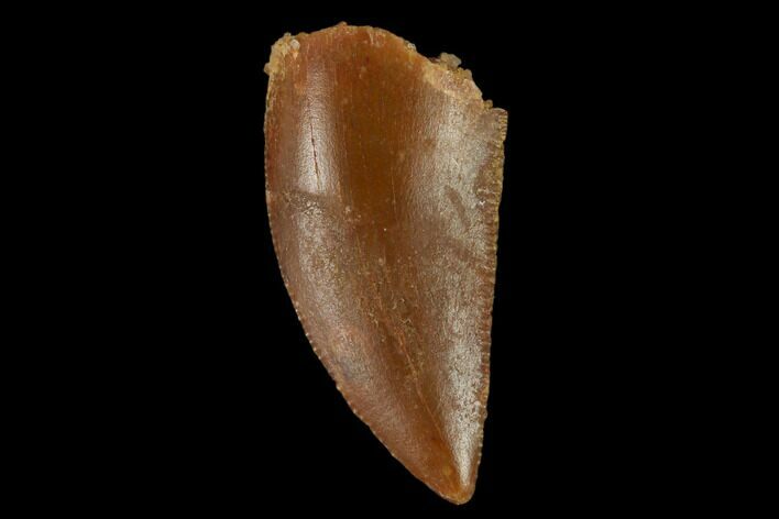 Serrated, Raptor Tooth - Real Dinosaur Tooth #133410
